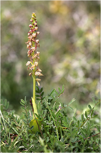 Aceras anthropophora