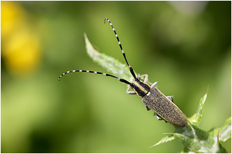 Agapanthia boeberi ssp. michaeli