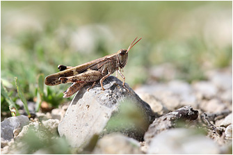 Aiolopus strepens