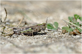 Aiolopus strepens
