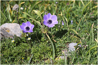 Anemone coronaria
