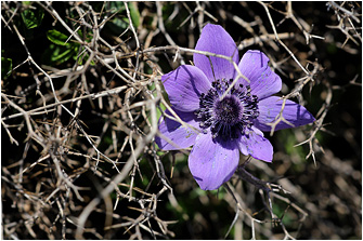 Anemone coronaria