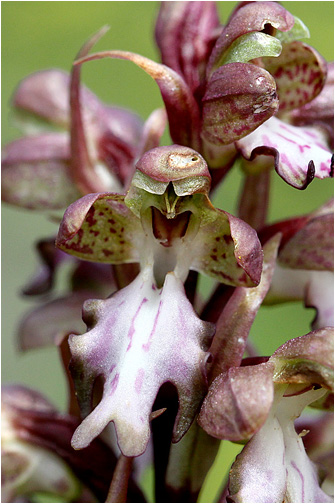 Barlia robertiana