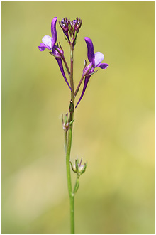 Linaria pelisseriana