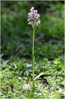Neotinea tridentata
