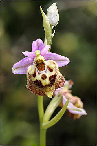 Ophrys episcopalis