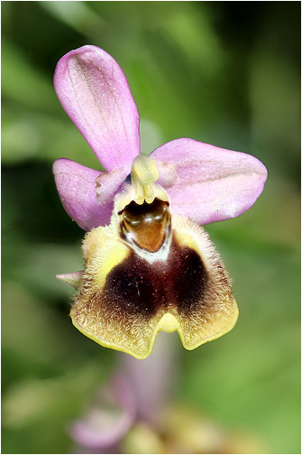 Ophrys tenthredinifera
