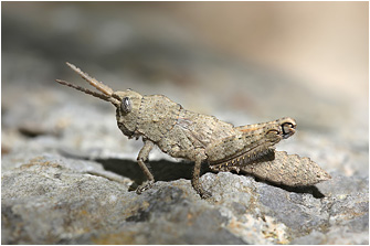 Orchamus raulinii