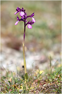 Orchis boryi