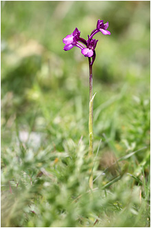 Orchis boryi