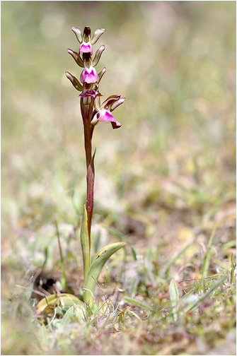 Orchis collina