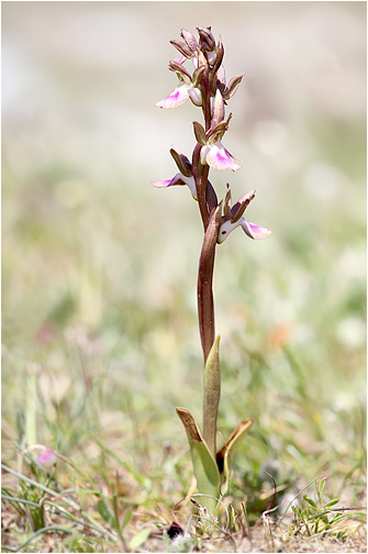 Orchis collina