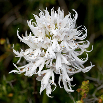 Orchis italica