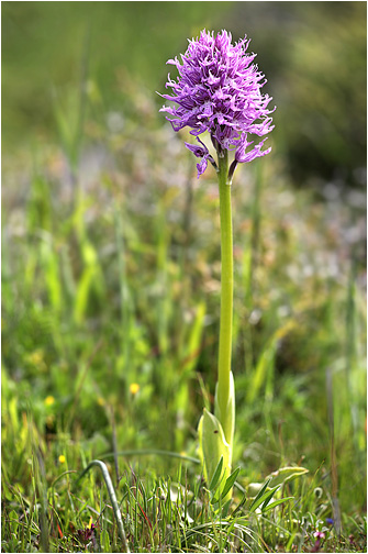 Orchis italica