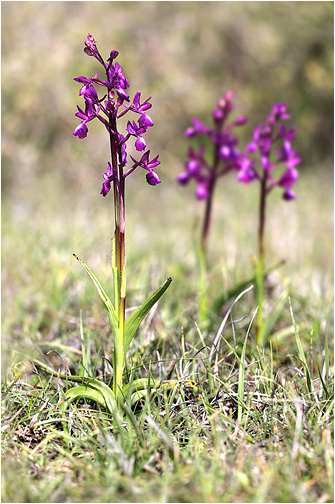Orchis laxiflora