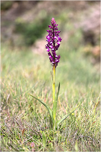 Orchis laxiflora