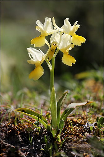 Orchis pauciflora