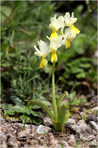 Orchis pauciflora