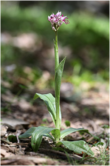 Orchis simia