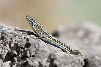 Podarcis cretensis