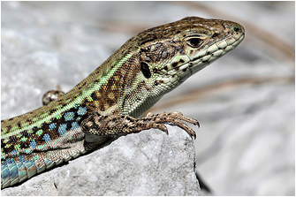 Podarcis cretensis