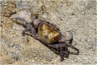 Potamon hippocratis