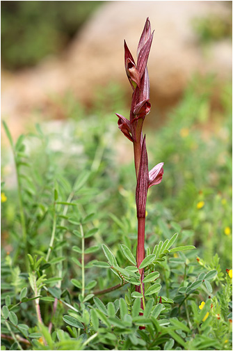 Serapias bergonii
