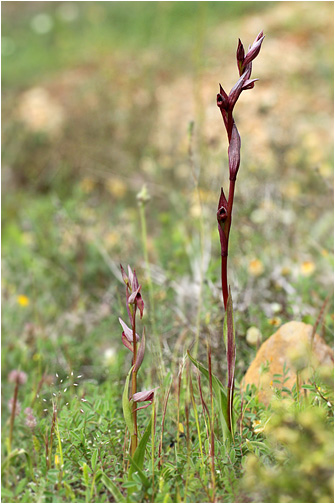 Serapias bergonii