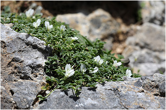 Trifolium uniflorum