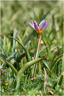 Tulipa bakeri