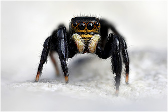 2025_Spring/Euophrys_herbigrada46a