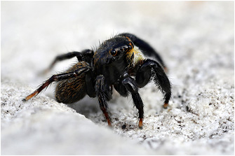 2025_Spring/Euophrys_herbigrada46b