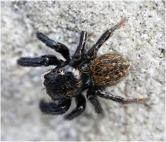 2025_Spring/Euophrys_herbigrada46c