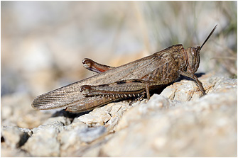 Anacridium aegyptium