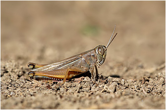 Eyprepocnemis plorans