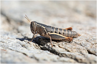 Pezotettix anatolica