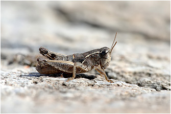 Pezotettix anatolica