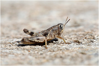 Pezotettix anatolica