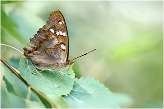 Apatura ilia