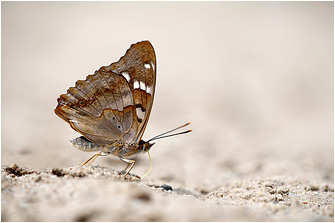 Apatura ilia