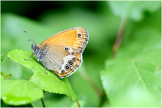 Coenonympha arcania