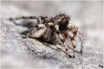A.  cypriotus