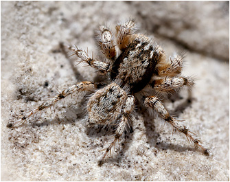 A.  cypriotus
