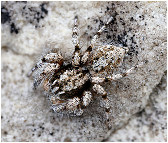 Aelurillus cypriotus