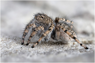 A.  cypriotus