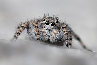 A.  cypriotus
