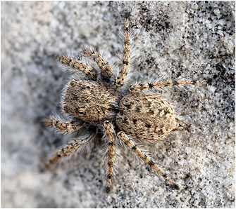 Aelurillus cypriotus