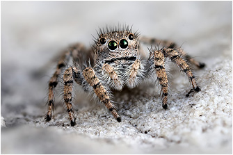 A.  cypriotus