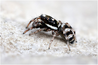 S.  noordami