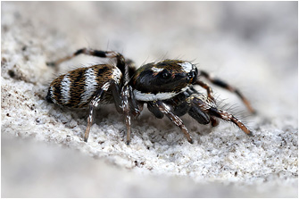 Salticus noordami